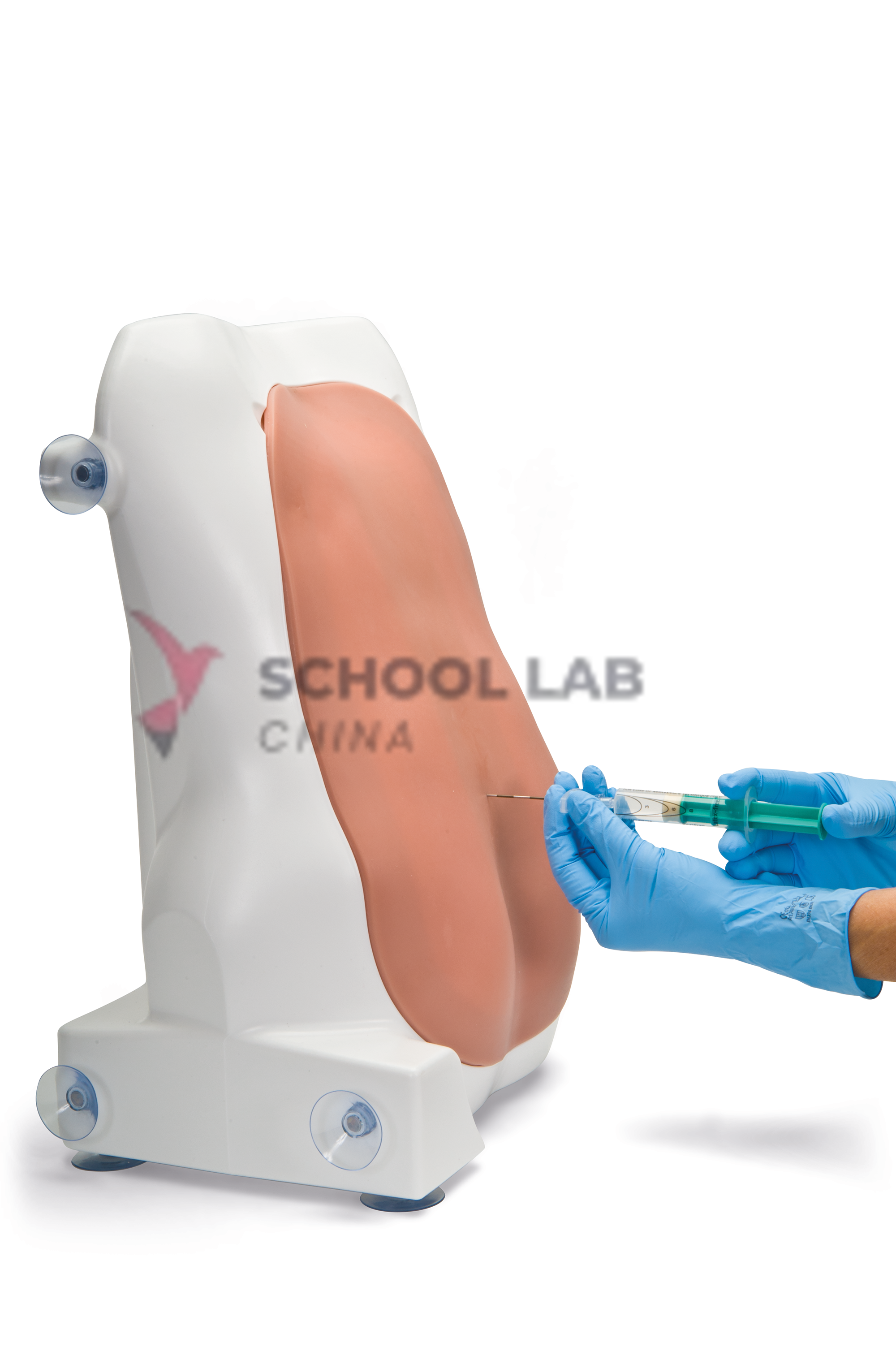 Adult,lumbar puncture trainer